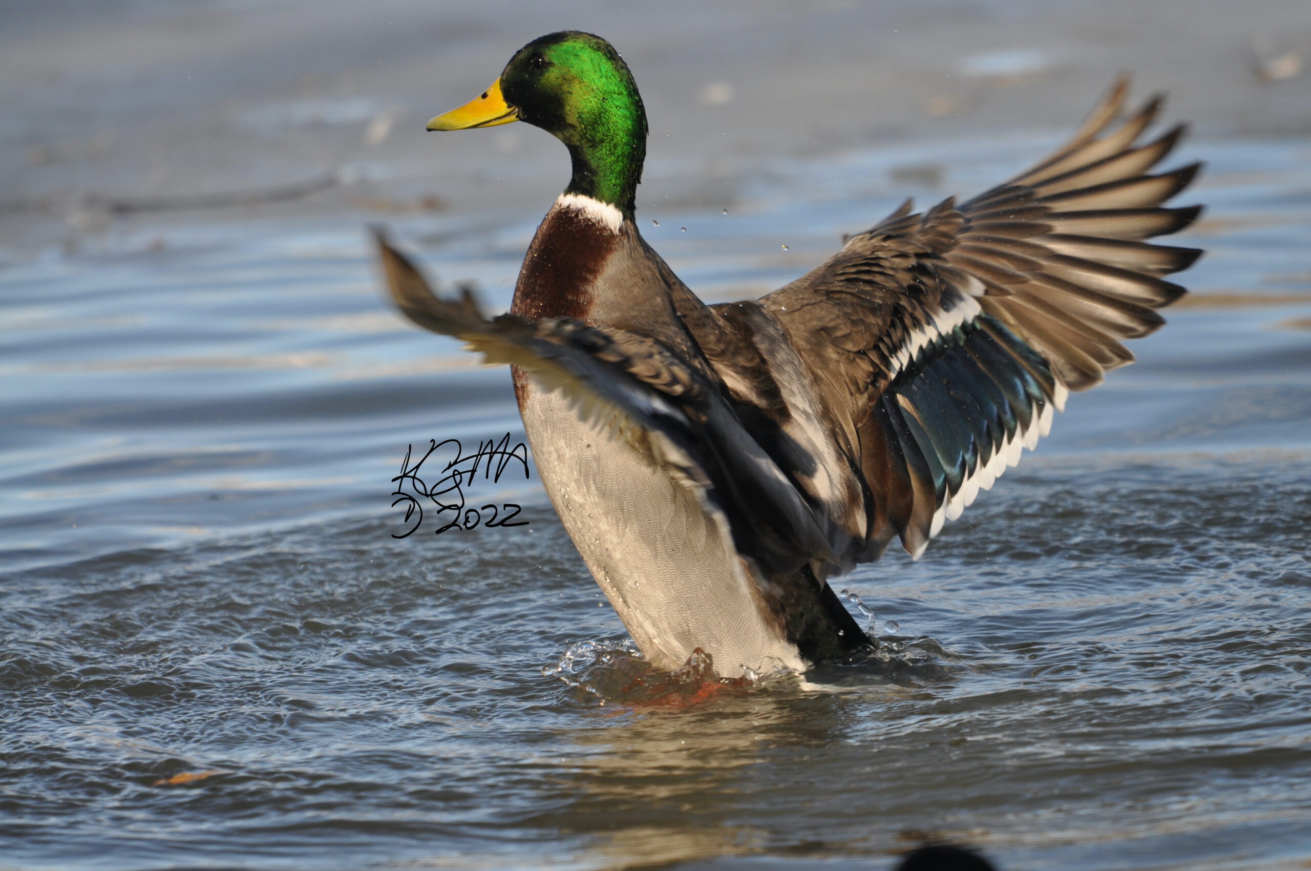 Mallard flapping his wings.